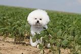 BICHON FRISE 196